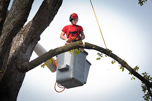 How Our Tree Care Process Works  in  Spring Park, MN